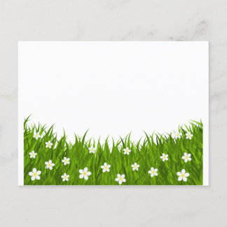 Postcard daisy and grass