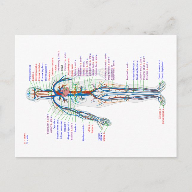 Postcard Diagram Human Circulatory System Arteries (Front)