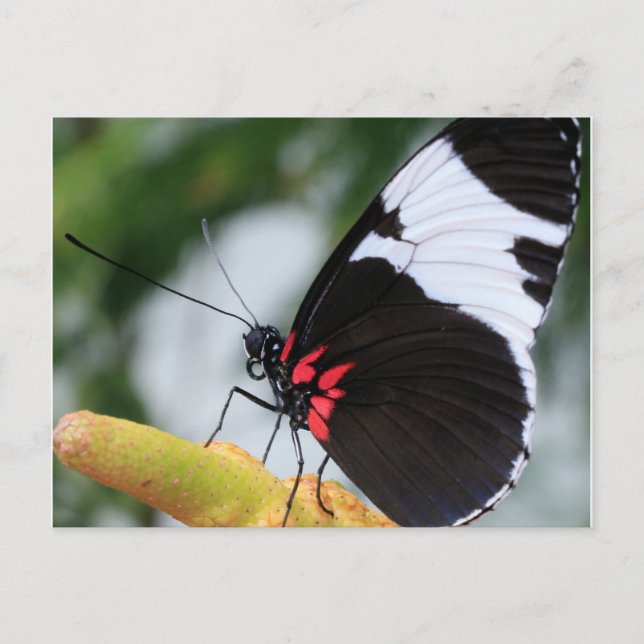 Postcard/Doris Longwing Butterfly Postcard (Front)