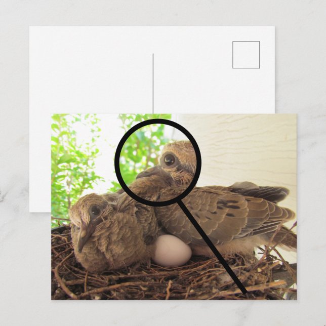 Postcard - Dove Fledglings in Nest (Front/Back)