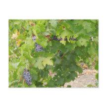 Postcard: Dry Farmed Grapes on the Vine, John 15