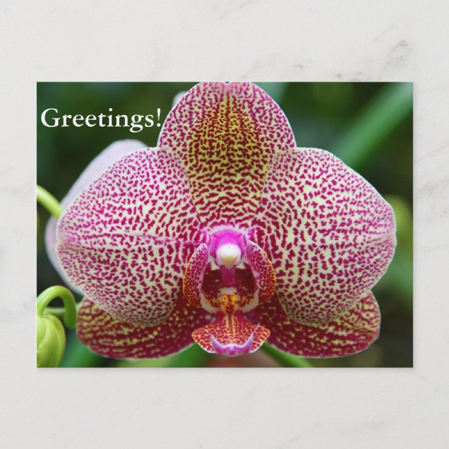 Postcard - Earth Star (Front)