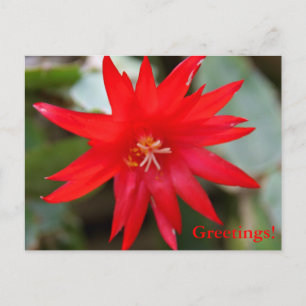 Postcard - Easter Cactus