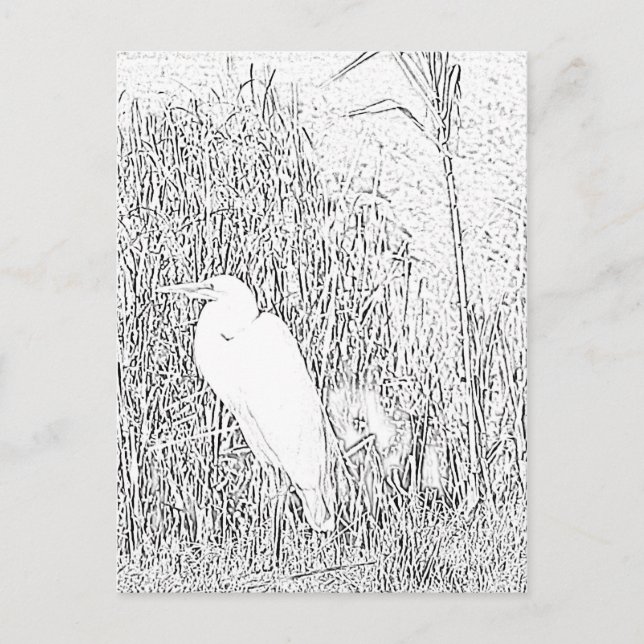 Postcard - Egret in Grass to Colour (Front)