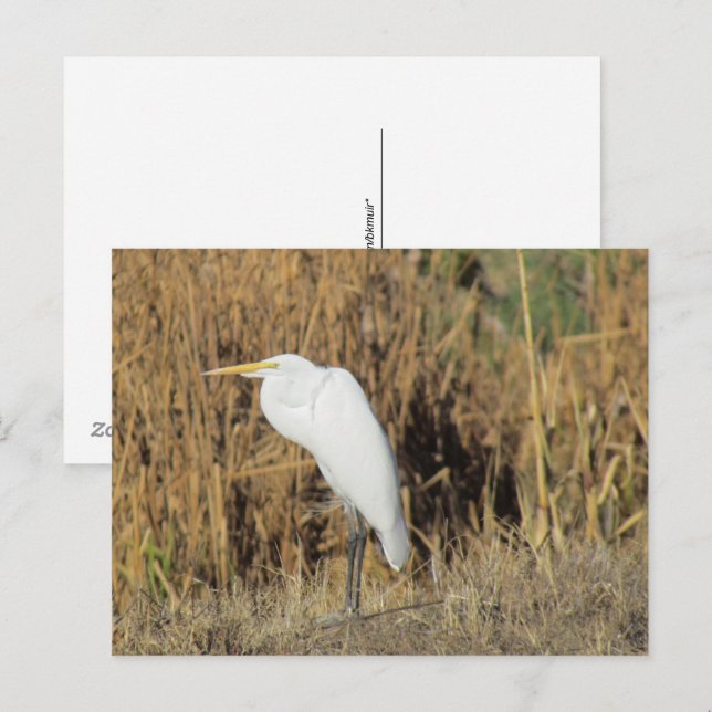 Postcard - Egret in the Grass (Front/Back)