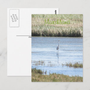 Postcard - Egret standing proud