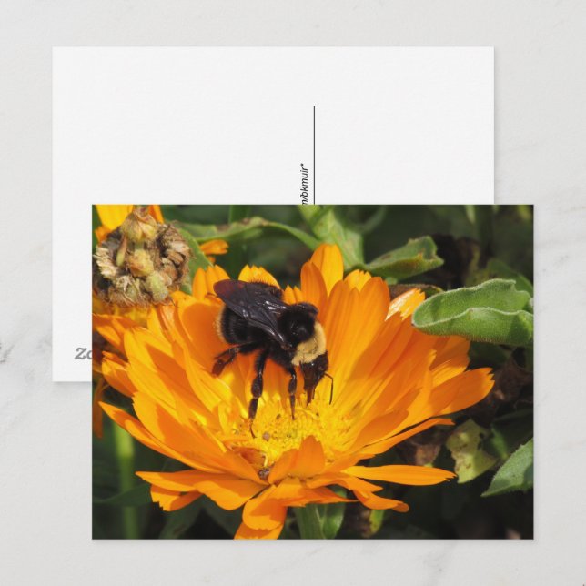 postcard - Feeding in Calendula (Front/Back)