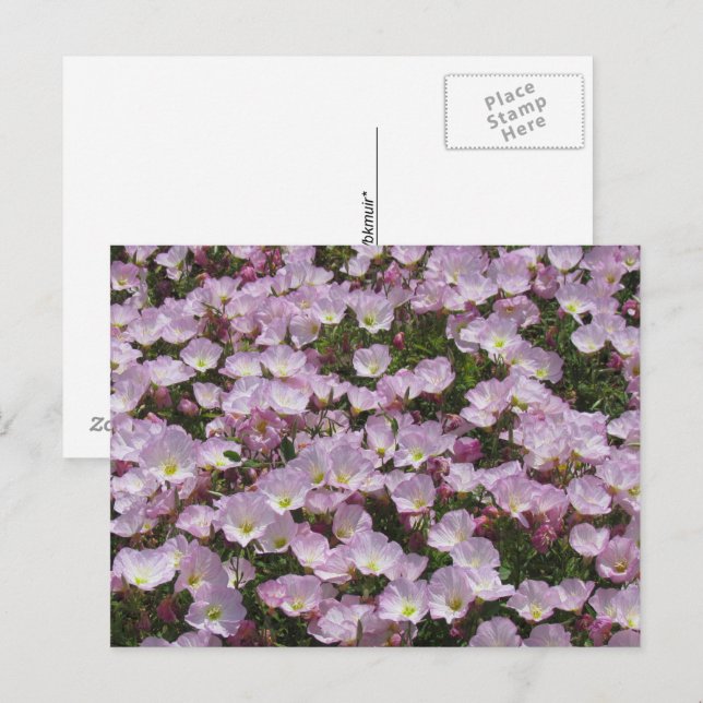 Postcard - Field of Pink Flowers (Front/Back)