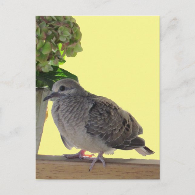 Postcard - Fledgling Dove (Front)
