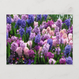 Postcard Floral Common Hyacinth