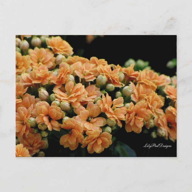 Postcard Floral Orange Begonias (Front)