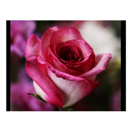 Postcard-Flowers-26 Postcard