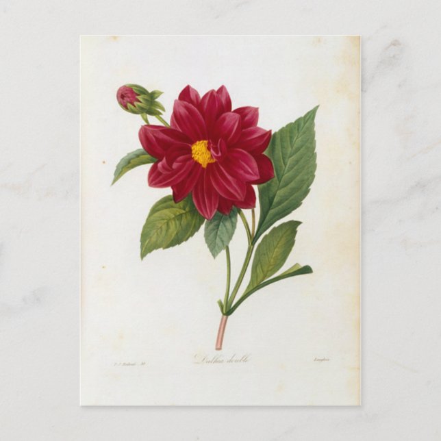 Postcard Flowers 4 (Front)