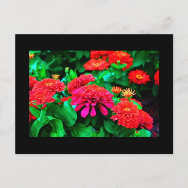 Postcard-Flowers-61 Postcard (Front)