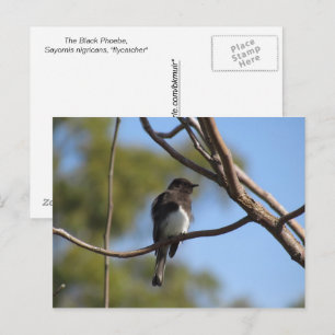 Postcard - Flycatcher