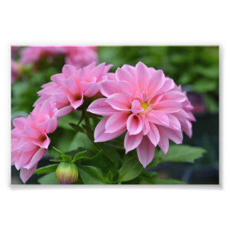 Postcard for Her Photo Print