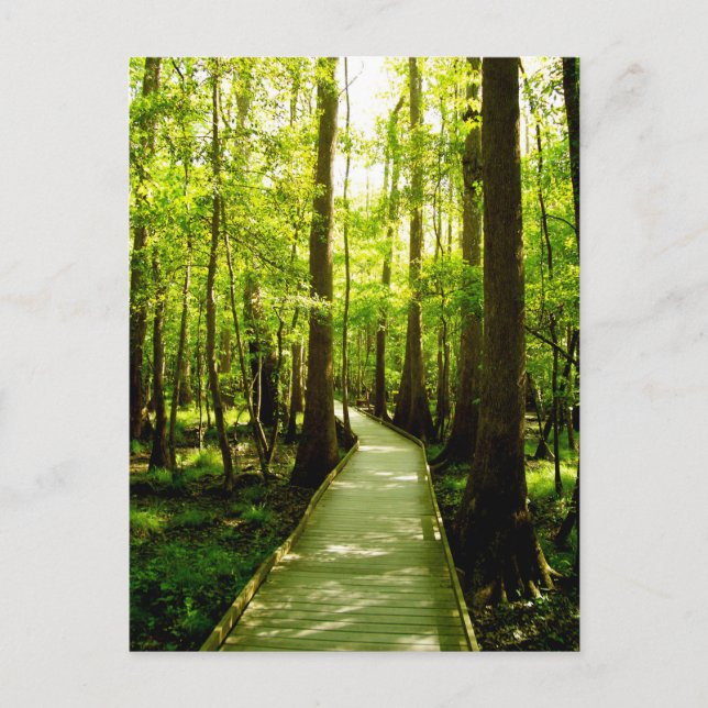 Postcard - Forest Path (Front)
