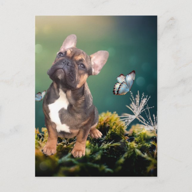 Postcard French Bulldog (Front)