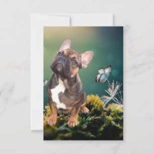 postcard French Bulldogge