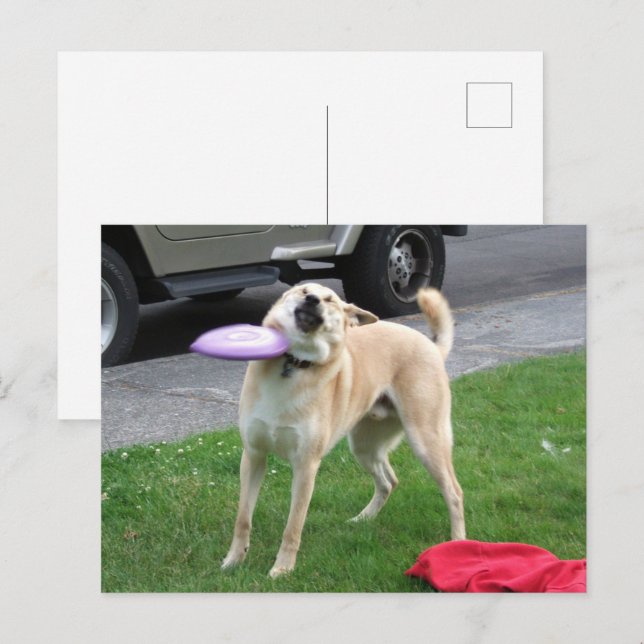 Postcard Frisbee Dog Meme (Front/Back)