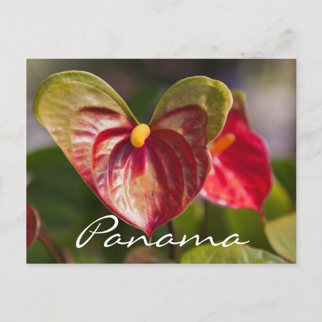 Postcard from Boquete, Panama (Front)