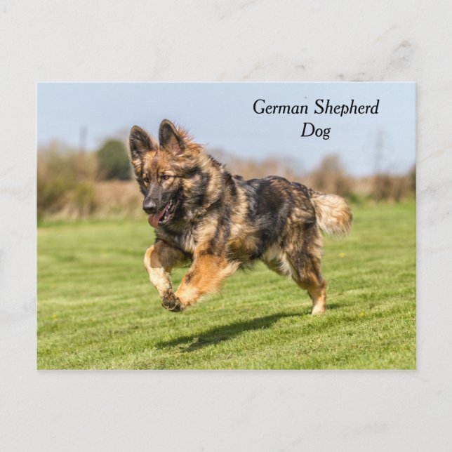 Postcard German Shepherd Dog Alsatian (Front)