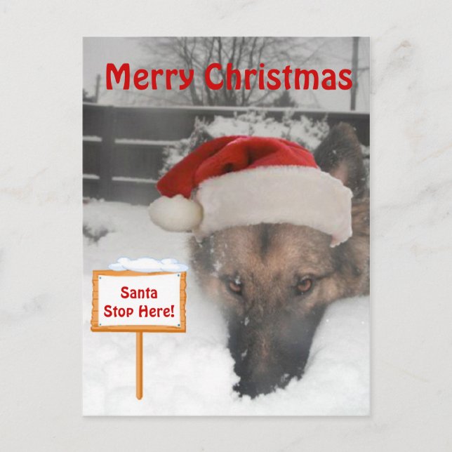Postcard German Shepherd Santa Stop Here Sign (Front)
