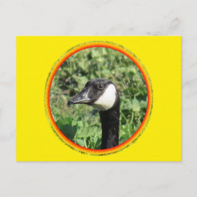 Postcard - Goose Portrait (Front)