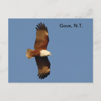 Postcard Gove Brahminy Kite