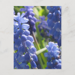 Postcard - Grape Hyacinth