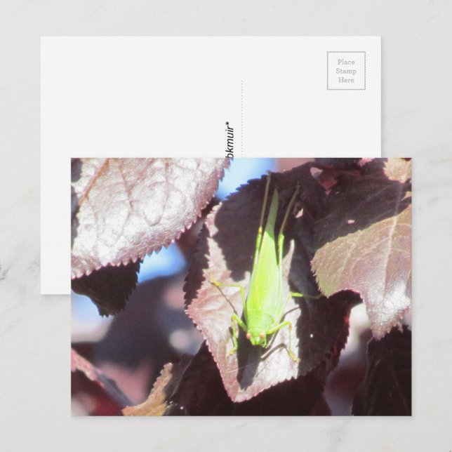 Postcard - Grasshopper in Tree (Front/Back)