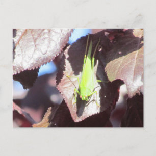 Postcard - Grasshopper in Tree