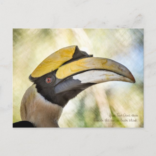 Postcard: Great Hornbill 4 Postcard (Front)