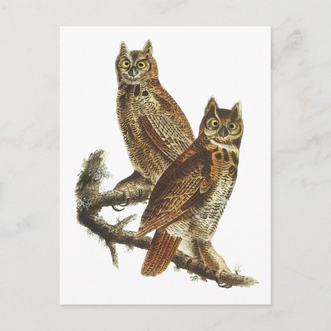 Postcard: Great Horned Owl Postcard (Front)
