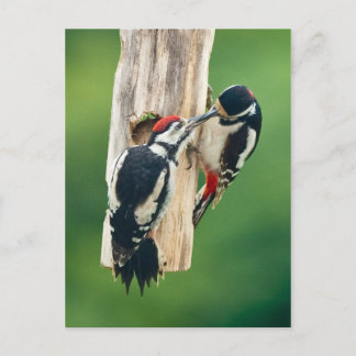 Postcard Great Spotted Woodpecker feeding young