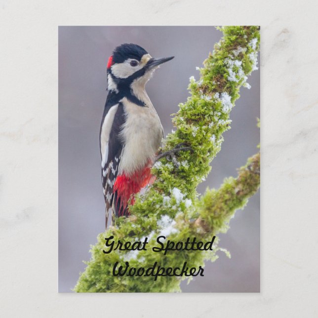 Postcard Great Spotted Woodpecker mossy branch (Front)