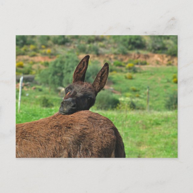 Postcard: Happy Donkey. Algarve Portugal Postcard (Front)
