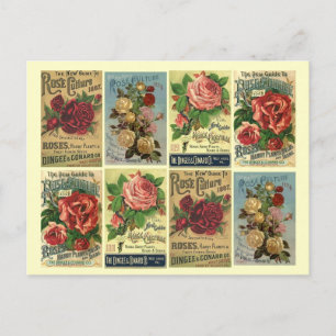 Postcard Heirloom Roses Vintage Rose Culture Ads