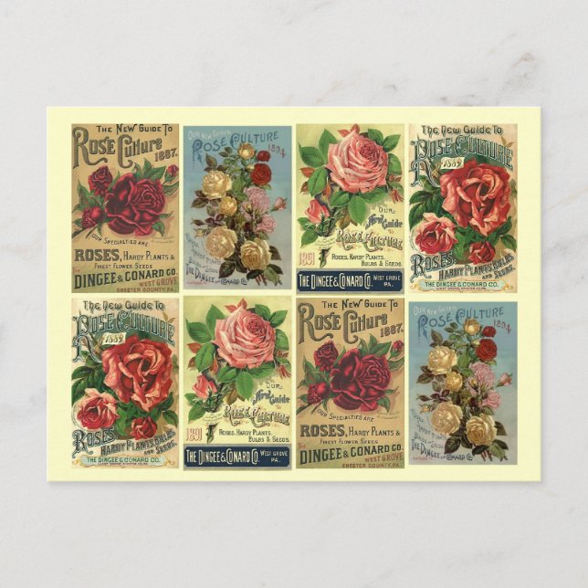 Postcard Heirloom Roses Vintage Rose Culture Ads (Front)