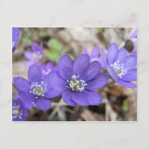 Postcard: Hepatica (liverleaf) Postcard