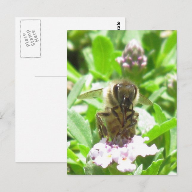Postcard – Honey Bee on Blossom (Front/Back)