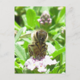 Postcard – Honey Bee on Blossom