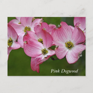 Postcard: Horizontal Dogwood Postcard