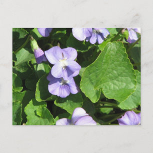 Postcard Horizontal Template - Customised