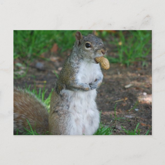 Postcard Horizontal Template - Customised (Front)