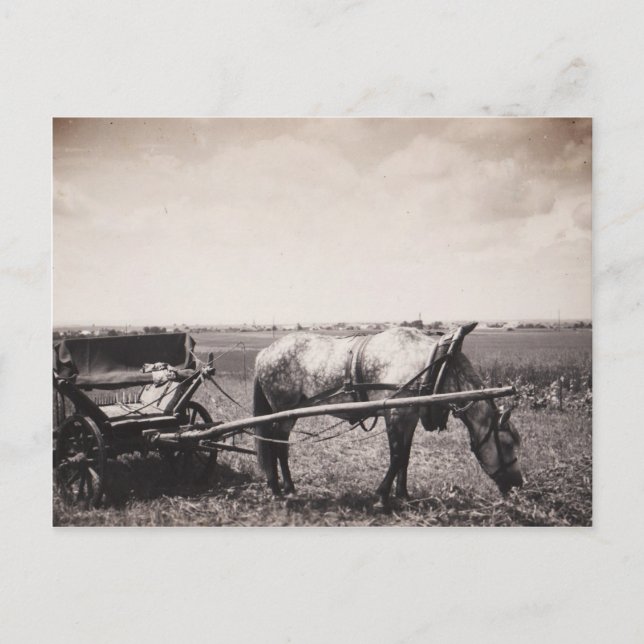Postcard "Horse and Carriage" (Front)
