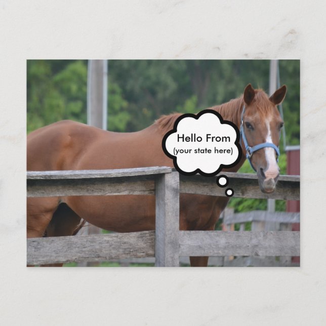 Postcard/Horse Postcard (Front)
