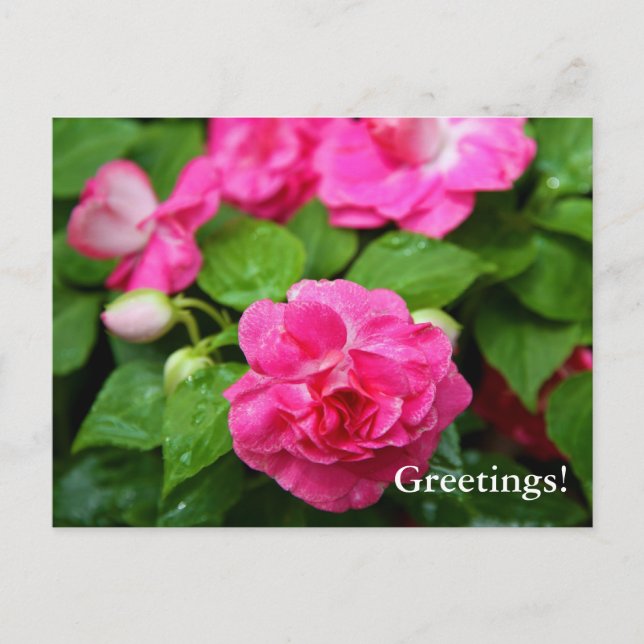 Postcard - Hot Ticket (Front)