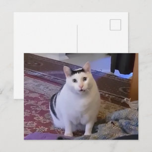 Postcard Huh Cat Meme