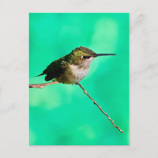 postcard hummingbird
